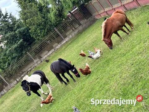 Kucyki na sprzedanie mazowieckie Sochaczew