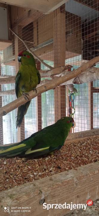 Do sprzedania nadwyżka papug lubelskie Tarzymiechy Trzecie