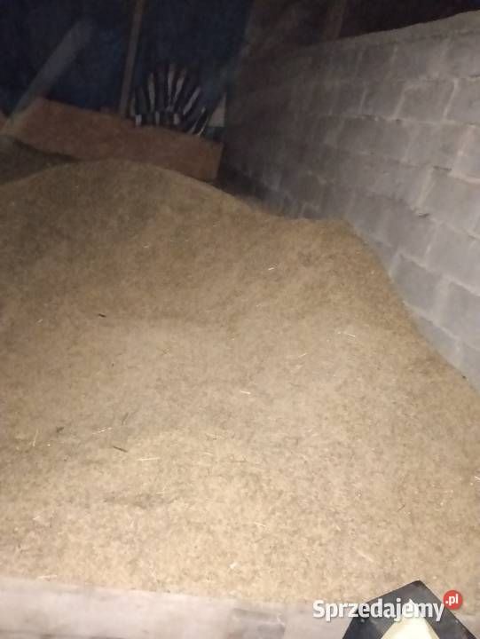 Owies ziarno 2025r Zbiór zamiennik pelletu na Golub-Dobrzyń