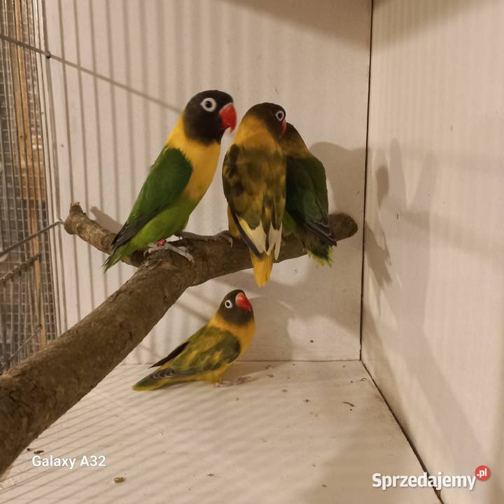 Nierozłączki czarnogłowe Garwolin sprzedam