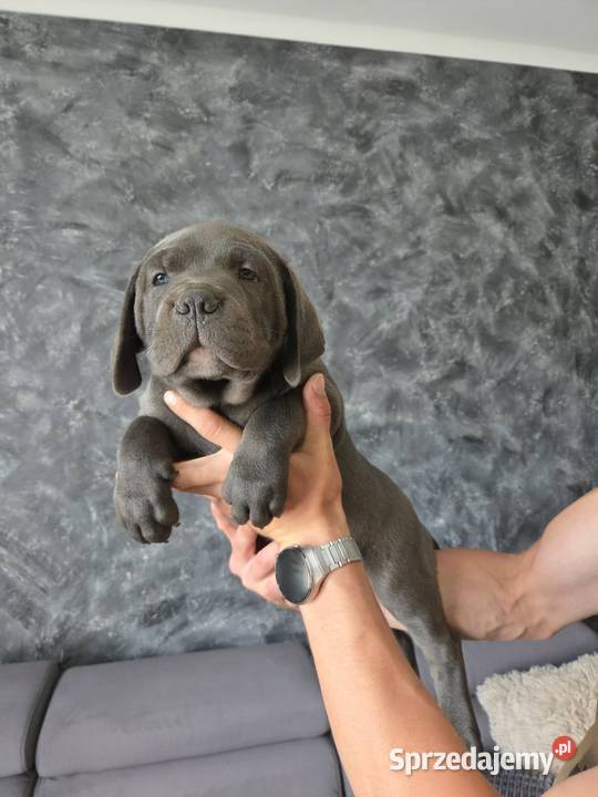 American Bandog Cane Corso Tuczna sprzedam
