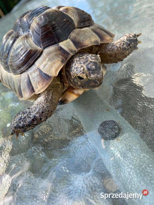 Żółw lądowy Gady i płazy Bochnia