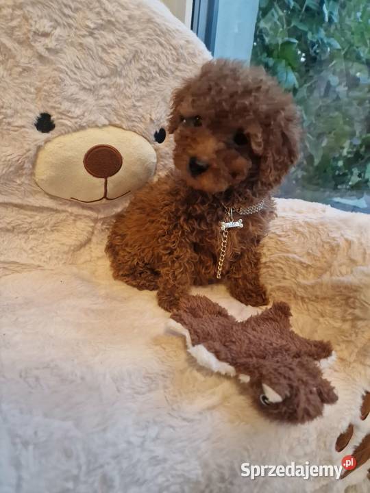 Pudel toy chlopczyk badania genetyczne Nowy Sącz