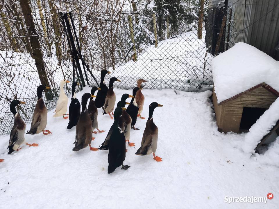 Kaczki biegus indyjski Dobczyce sprzedam