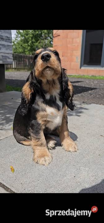 Cocker Spaniel Angielski Jasienie