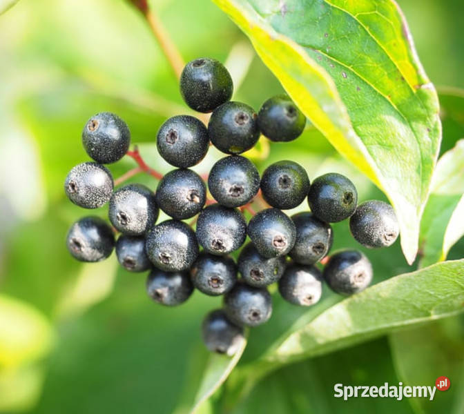 DEREŃ ŚWIDWA Cornus sanguinea NASIONA 150 sztuk kujawsko-pomorskie Lubanie