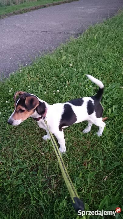 Jack Russell Terrier piękne szczeniaki Jack Russell Terrier Warszawa sprzedam