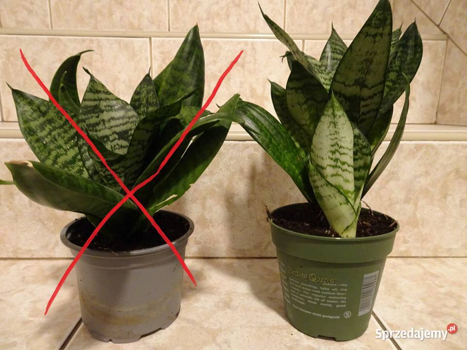 Sansewieria karłowata wężownica mazowieckie sprzedam