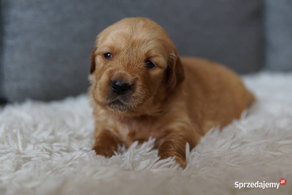 Szczeniak Golden Retriever Golden Retriever