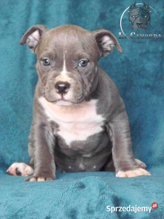 American Staffordshire Terrier Amstaff Szczeniak Paczków