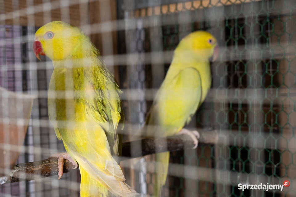 Aleksandretty Obrożne Lacewing