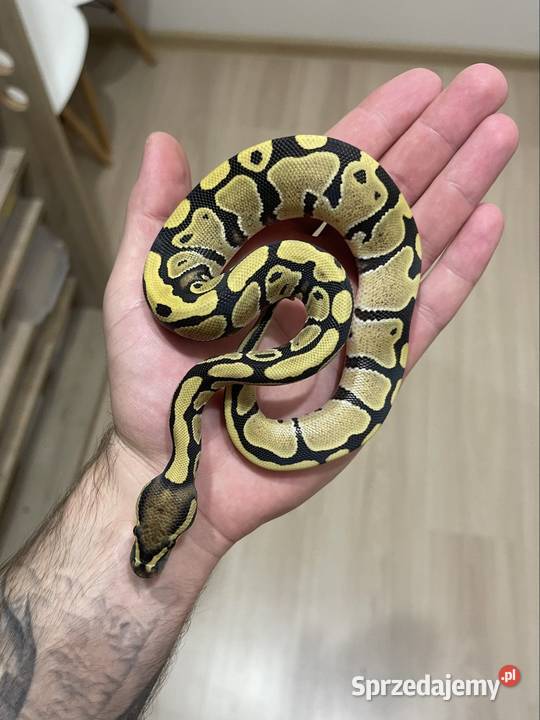 Pyton królewski Enchi Desert Ghost Samiczka Poznań