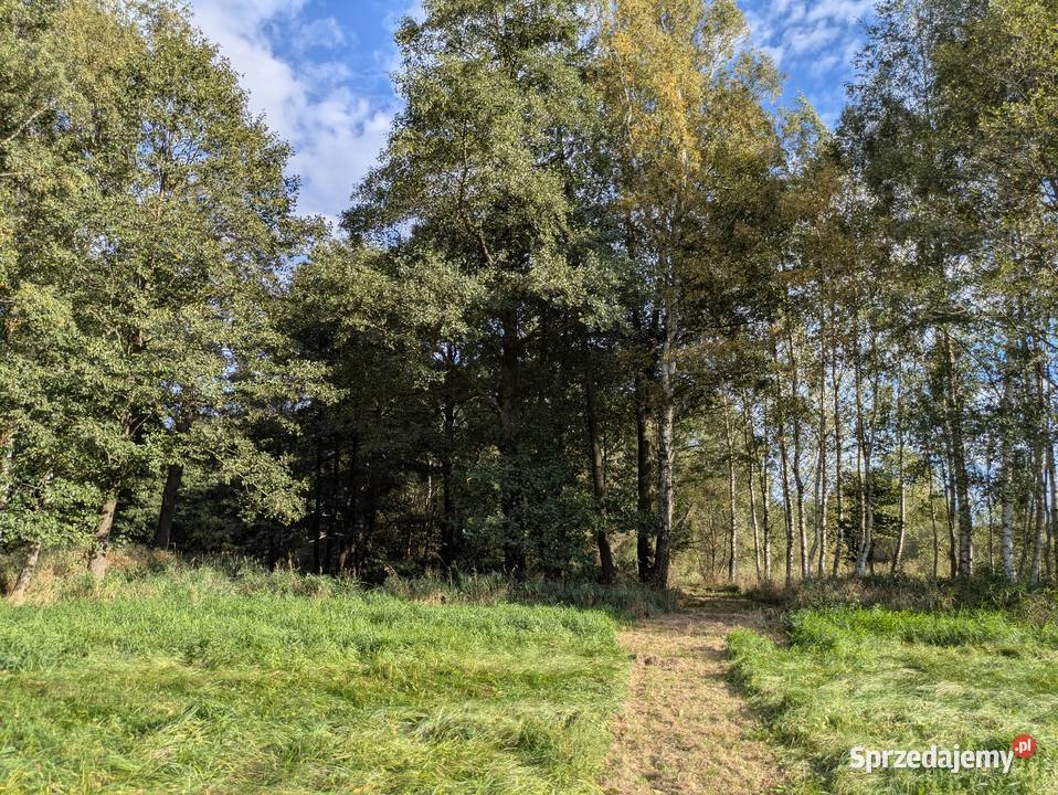 Działki rolne pod lasem Błażkowa S3 dolnośląskie