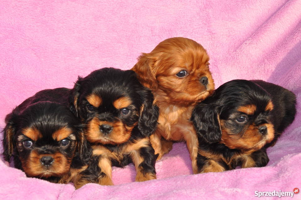 Cavalier King Charles Spaniel rude i podpalane Psy małopolskie Kraków