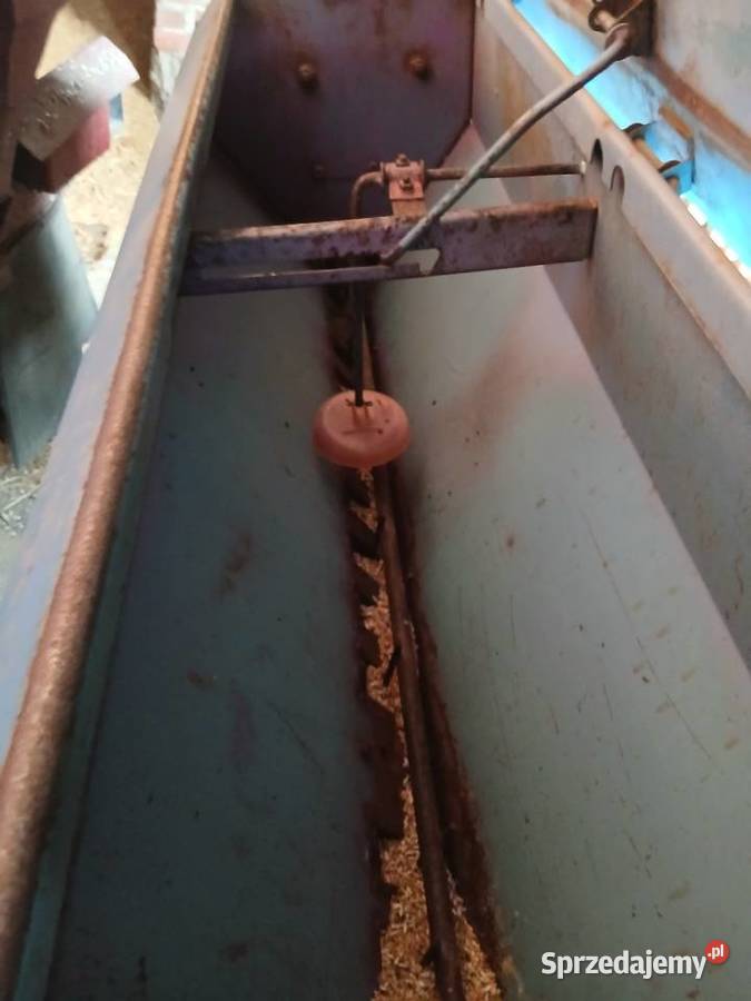 Siewnik poznaniak Skierniewice