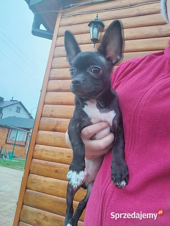Piesek chihuahua Warszawy Psy Płońsk