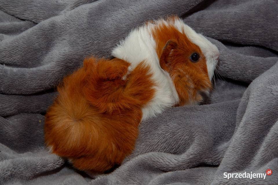 świnka morska cavia domowa SAMIEC Koszyce Wielkie sprzedam