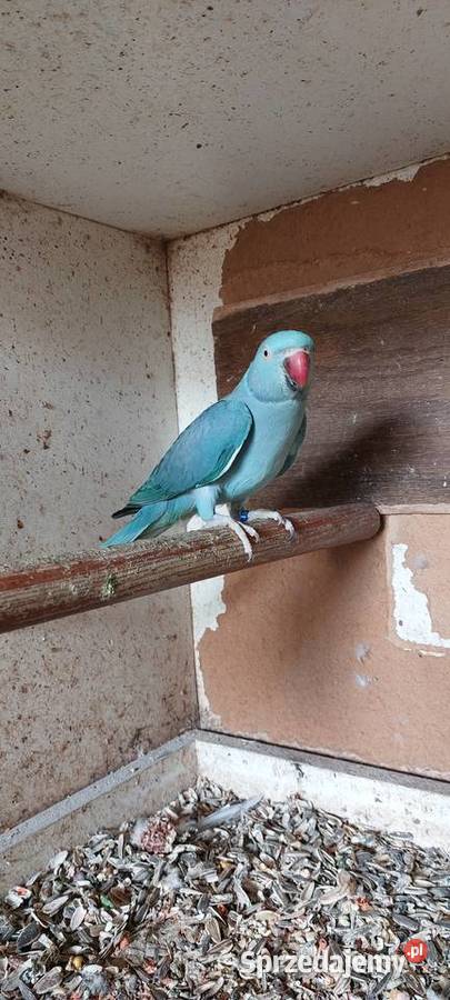 Aleksandreta obrożna 17r samica śląskie Wodzisław Śląski sprzedam