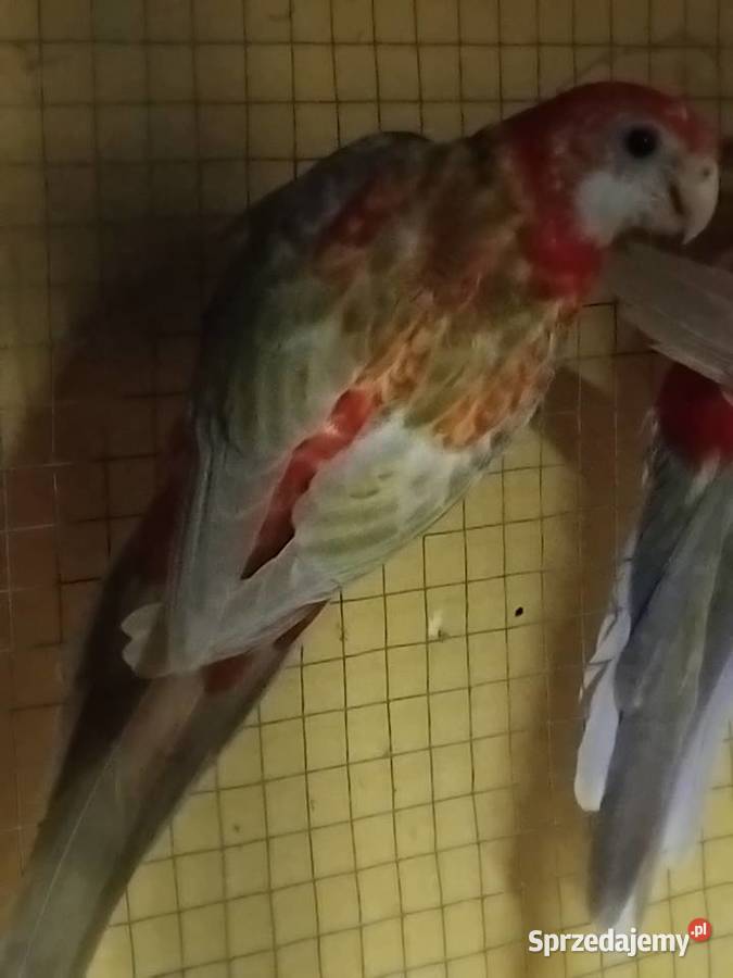 Sprzedam Papugi kolorowe Piaseczno