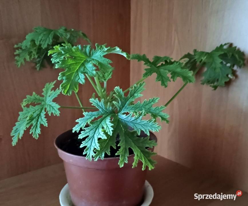 Geranium anginka roślina leczniczaKwiat domowy łódzkie Łódź