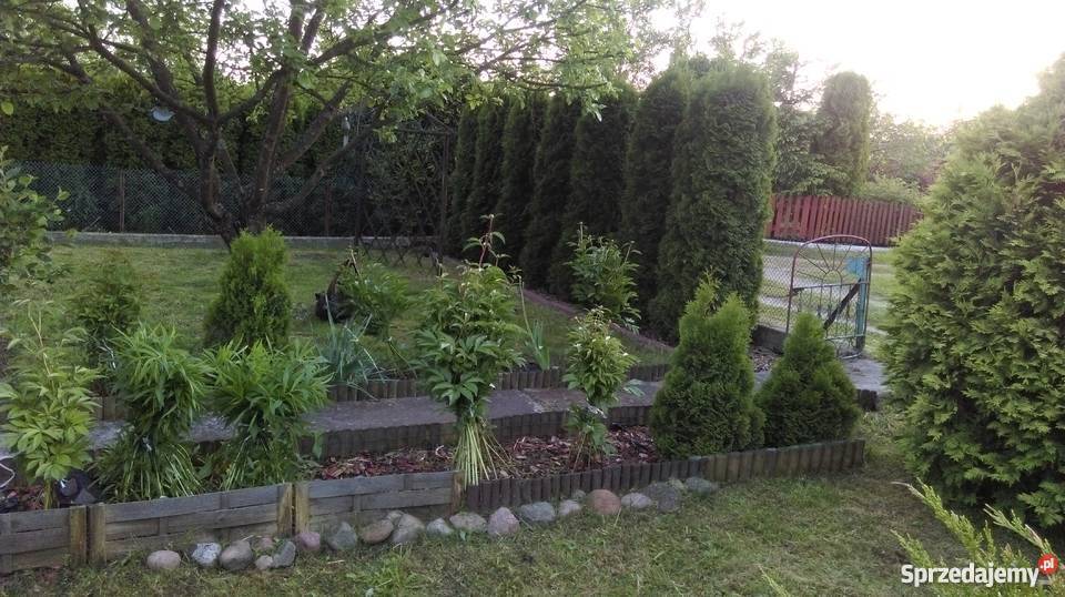 SPRZEDAM DZIAŁKĘ REKREACYJNĄ Czarna Białostocka