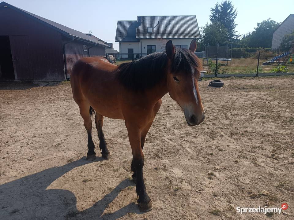 Źrebica PKZ lubelskie Krasienin-Kolonia