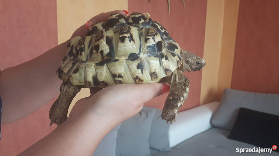 Żółw Lamparci Żory sprzedam