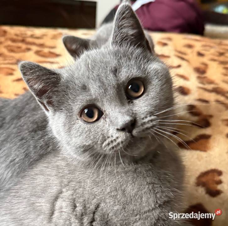 Kotek brytyjski krótkowłosy Kocurek Ryglice