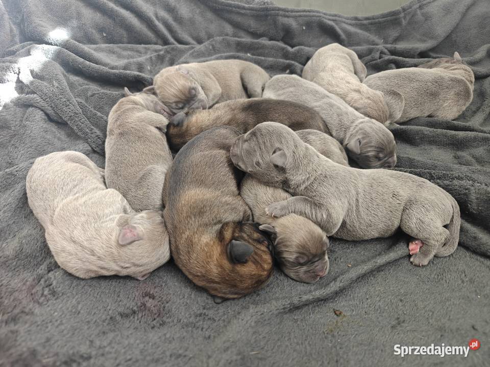 Szczeniaki Cane Corso