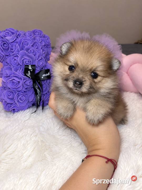Sunia szpic miniaturowy pomeranian Orange Merle Bełchatów sprzedam