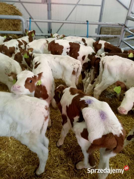 Sprzedam cielaki