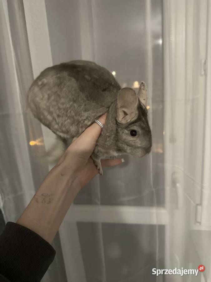 Sprzedam szynszyle samiec i samica śląskie Jastrzębie-Zdrój sprzedam