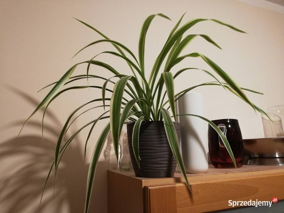 Zielistka Chlorophytum comosum Variegatum biały Kwitnące Szczecin