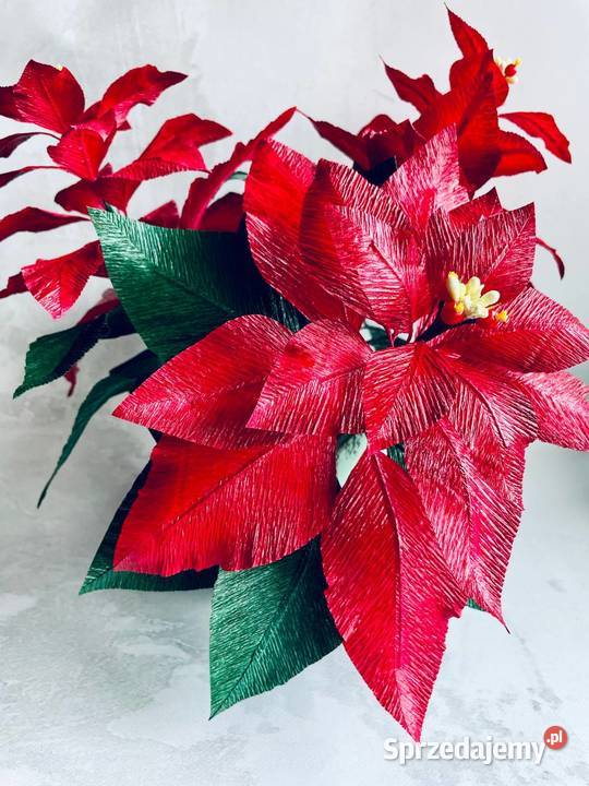 GWIAZDA BETLEJEMSKA Poinsecja w doniczce lubuskie Zielona Góra