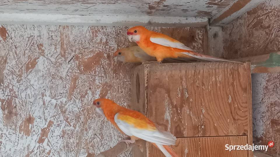 Rozelle królewskie łódzkie Tuszyn