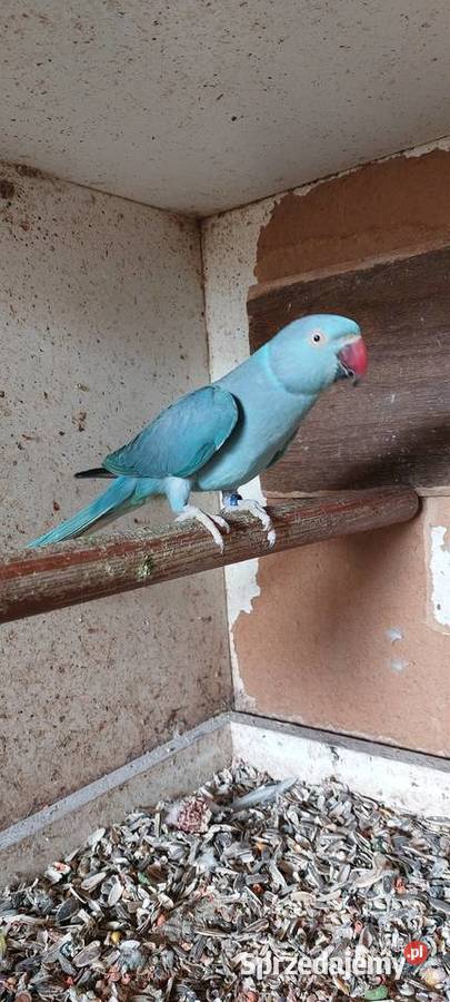 Aleksandreta obrożna 17r samica