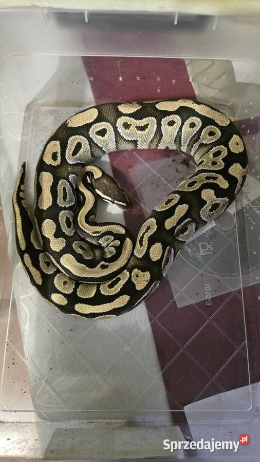 Pyton Królewski duży samica Prudnik