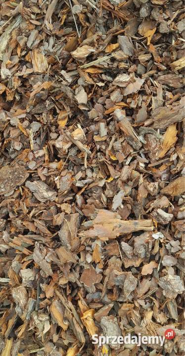 Kora Sosnowa Świeża Zgierz