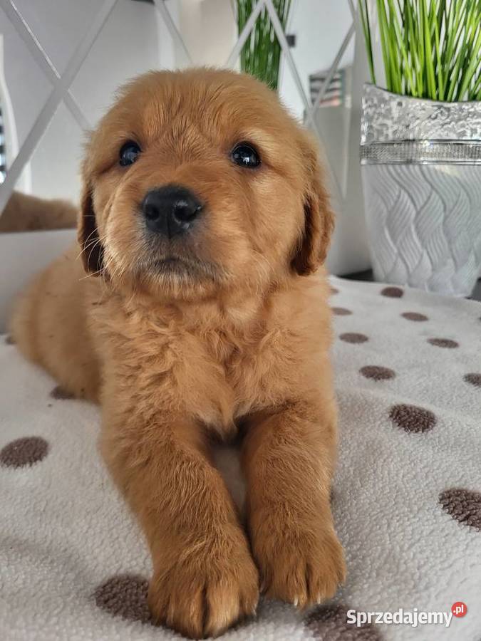 Chłopaki Golden retriever ciemno złote maluszki Poręba