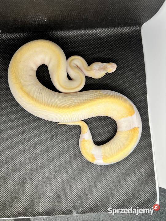 Pytony królewski samice młode i podrostki Pszczyna