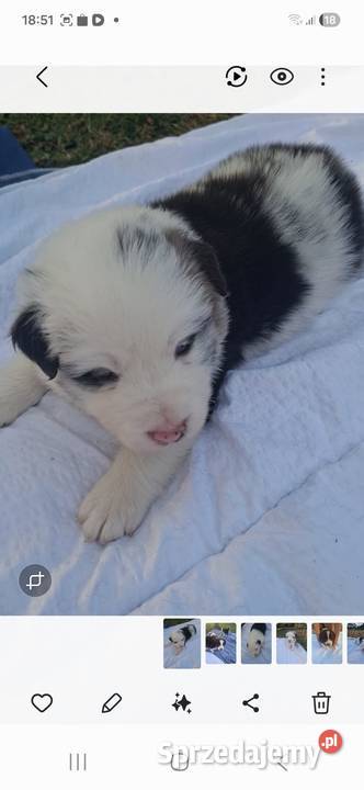 Szczenieta Border Collie REZERWACJA Przemyśl