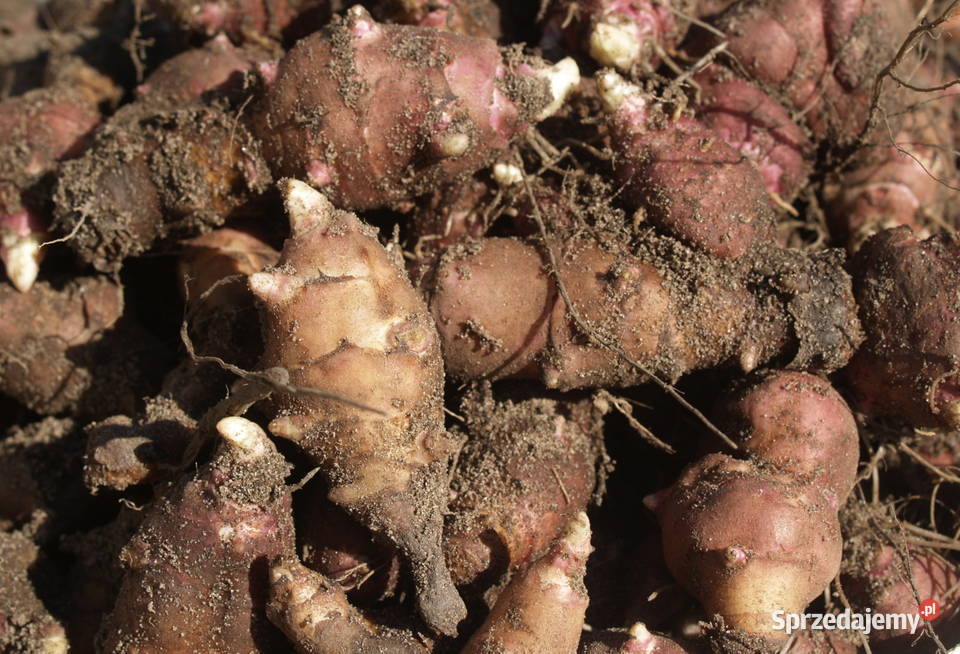 Topinambur do sadzenia 100 Gapinin