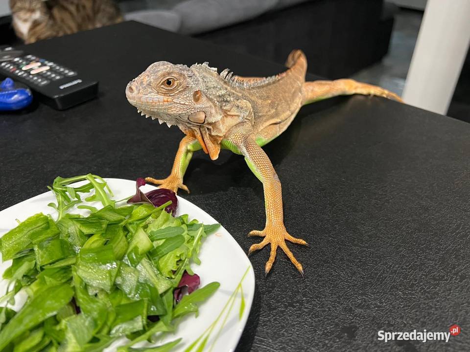Sprzedam w ręce Młody Legwan zielony Oswojony Gady i płazy Bydgoszcz