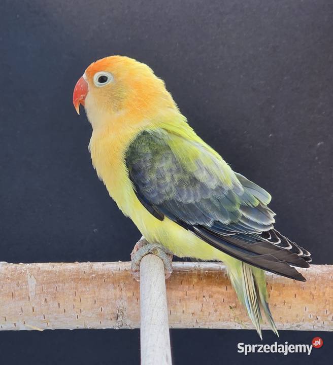 Nierozlaczka Fischer nierozłączki młode do Katowice