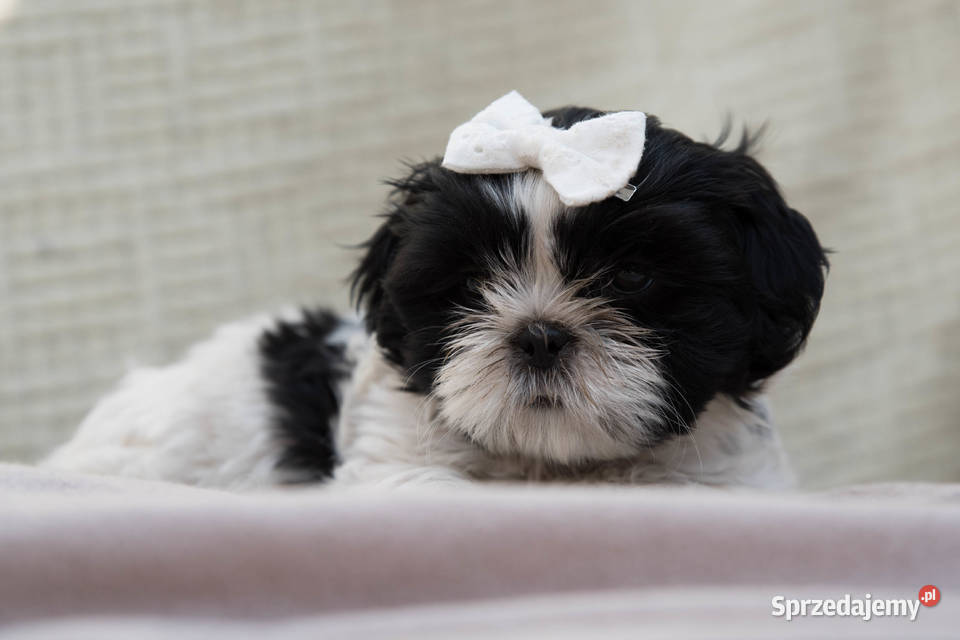 Shih Tzu Czarne i CzaroBiałe Shih Tzu Dłutów