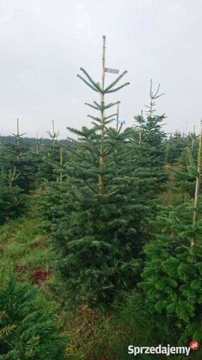 Choinki świerk srebrmy świer pospolity jodła Mszczonów sprzedam