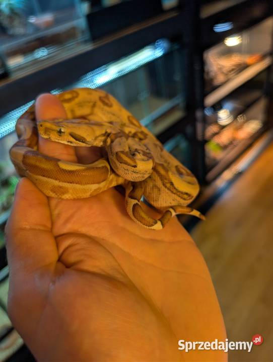 Boa imperator samiczka hypo jungle Gady i płazy Olsztyn