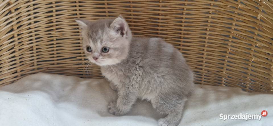 Kotka Szkocka liliowa pręgowana Katowice