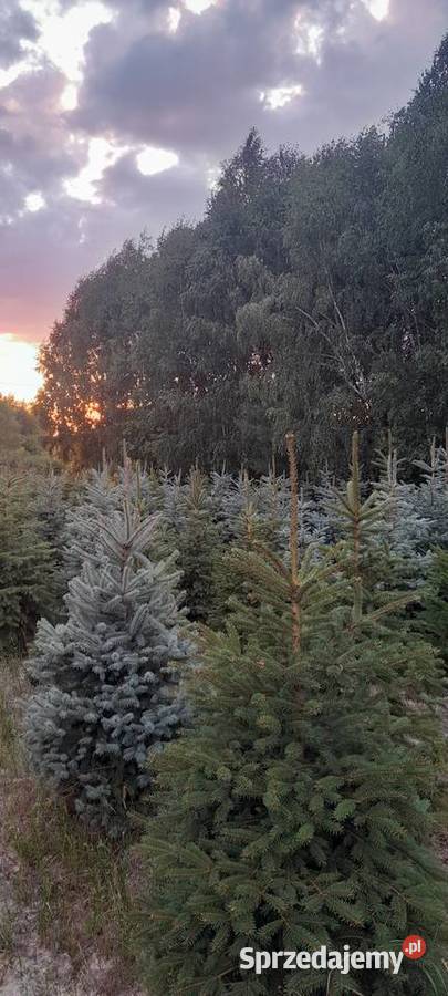 Likwidacja plantacji sprzedaż choinka świerk Tomaszów Mazowiecki