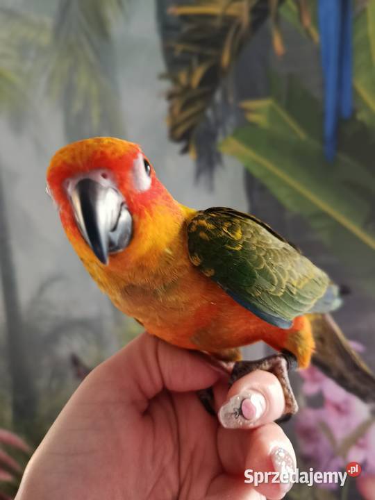 Papuga konura słoneczna ręcznie karmiona Ptaki